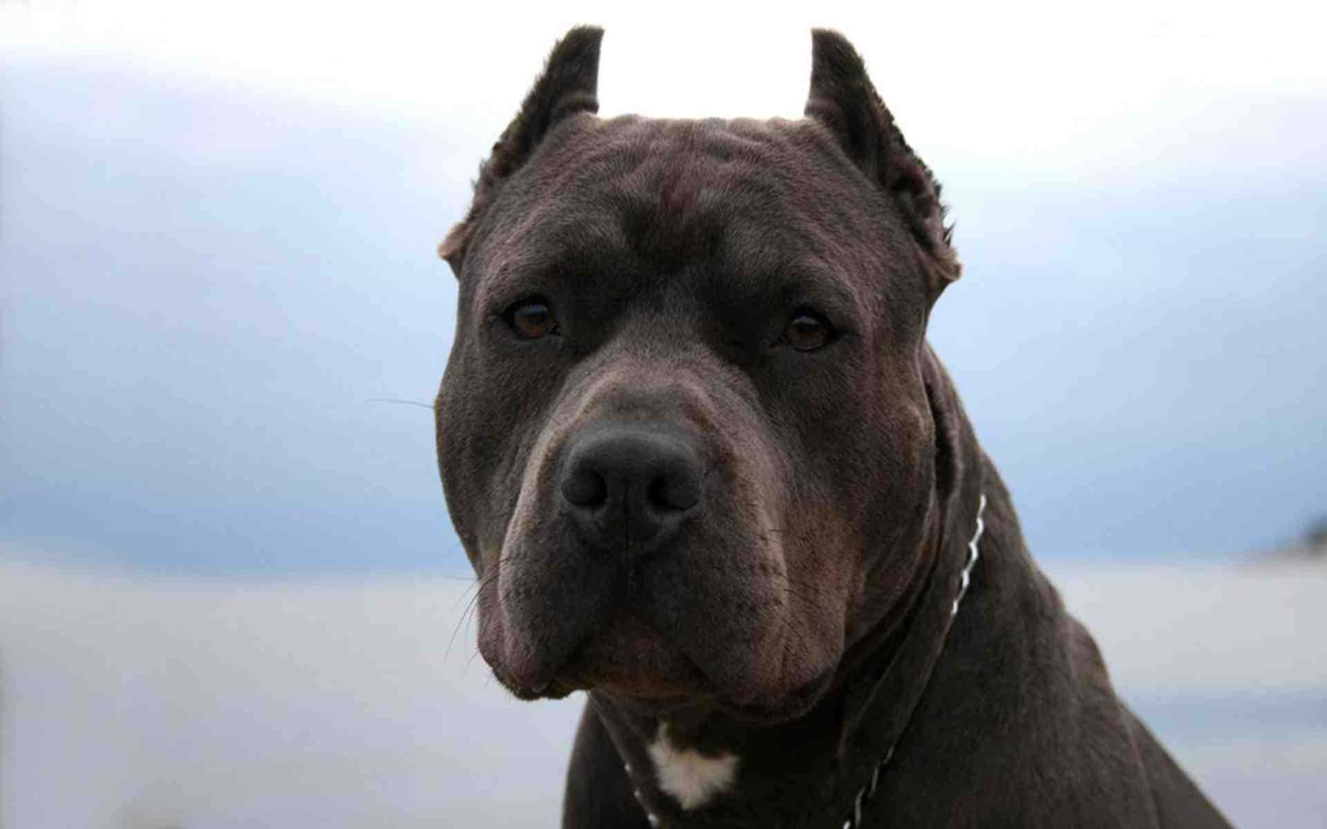 Black Pitbull 9a5euzou1xyj3p6p Wallpaper