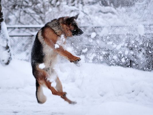 The Wallpaper Funny Dogs Picture German Shepherd Plying In Snow