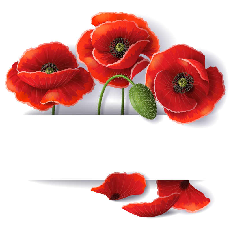 Beautiful Poppy Flower Background Vector Material