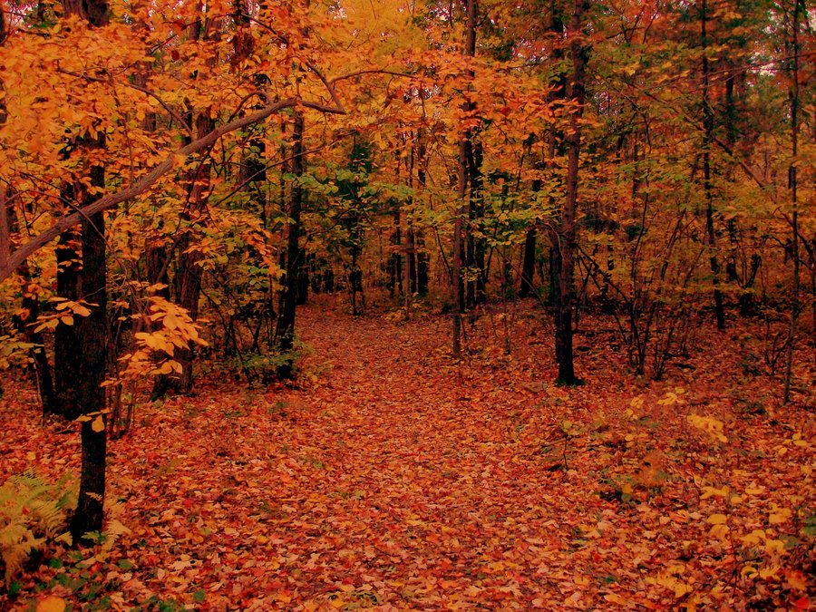 Fall Forest Pictures Stock By