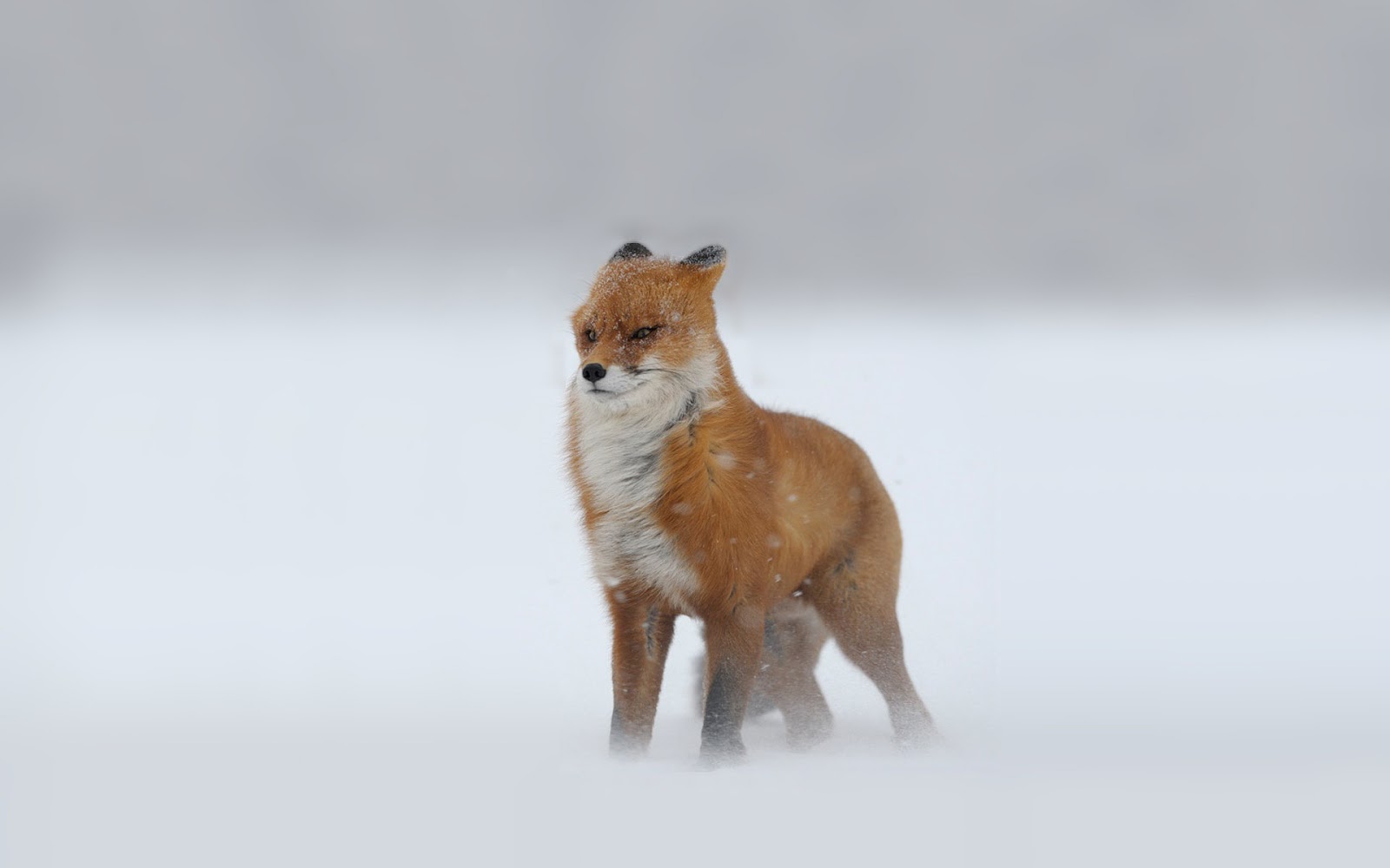 HD Anmimal Wallpaper Of A Red Fox In Snowstorm Foxes