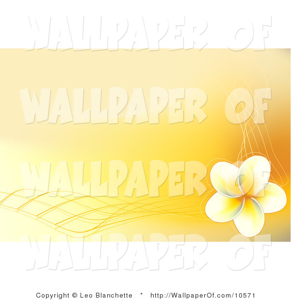 Wallpaper of a Yellow and White Hawaiian Plumeria Flower Background by