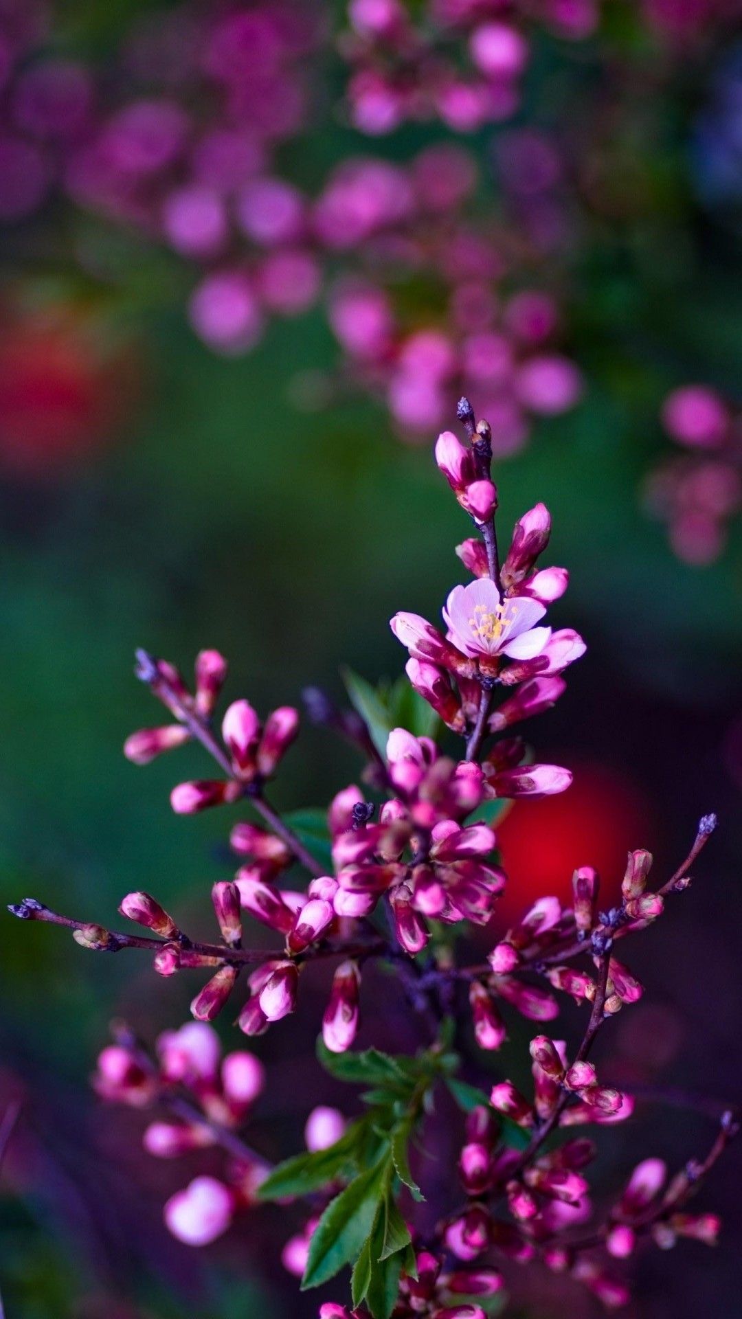 Cute Flower HD Wallpaper For Mobile