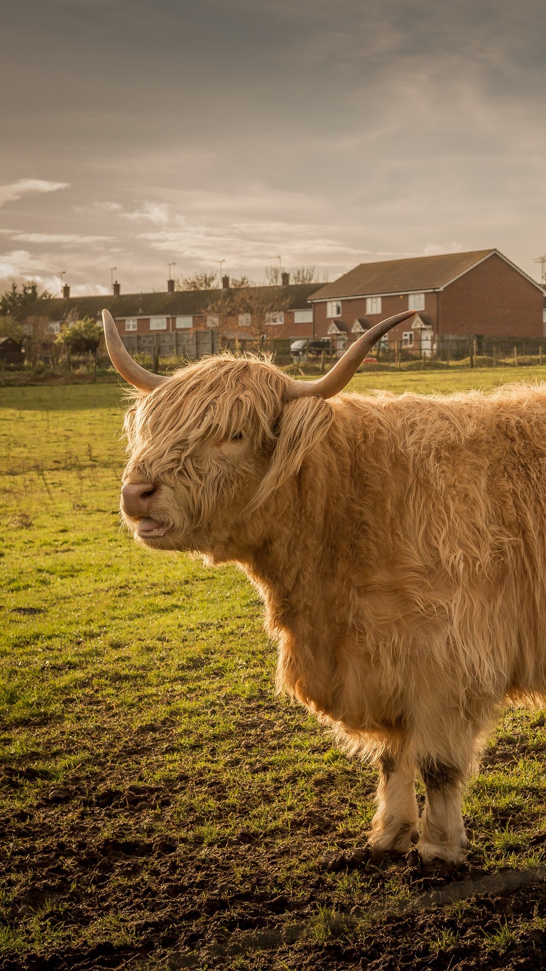 Cow Animals HD 5k For iPhone Wallpaper