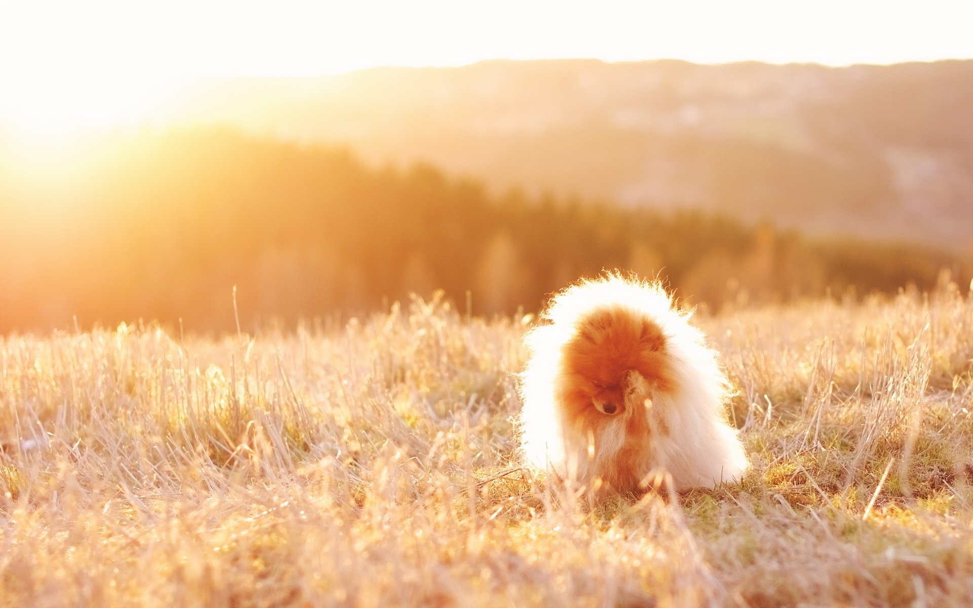 Radiant Pomeranian Glow Wallpaper