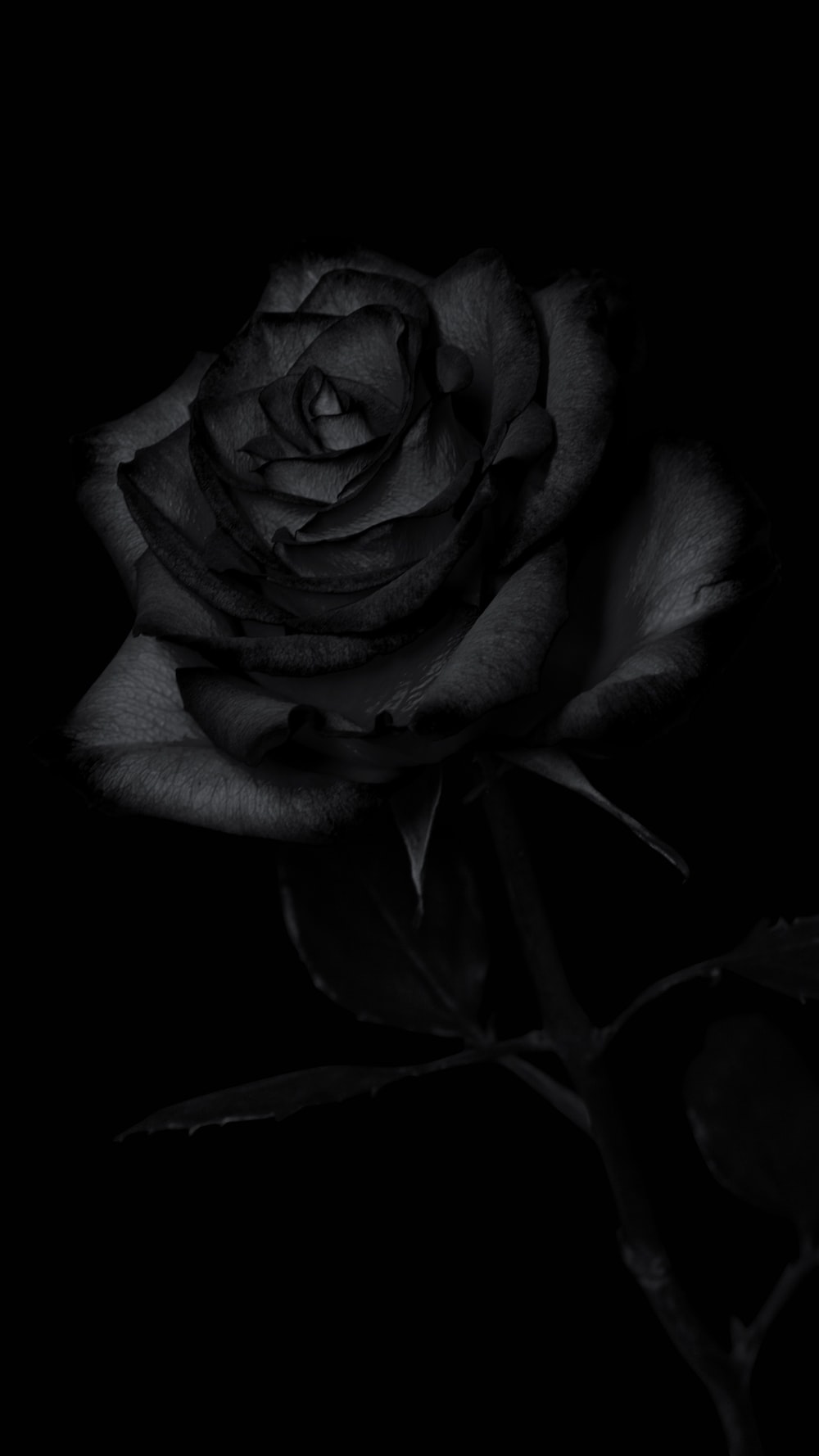 Best 100 Black Rose Pictures Download Free Images on