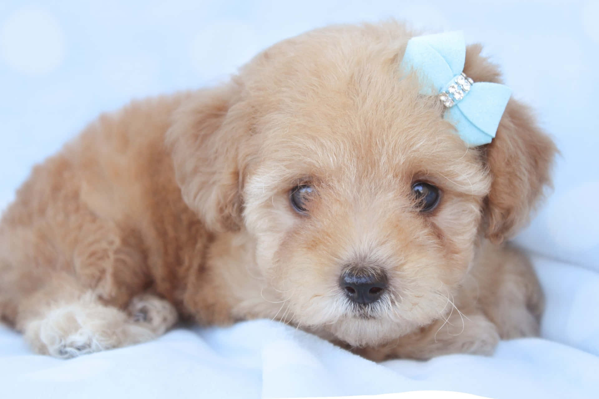 Adorable Playful And Sweet Wallpaper