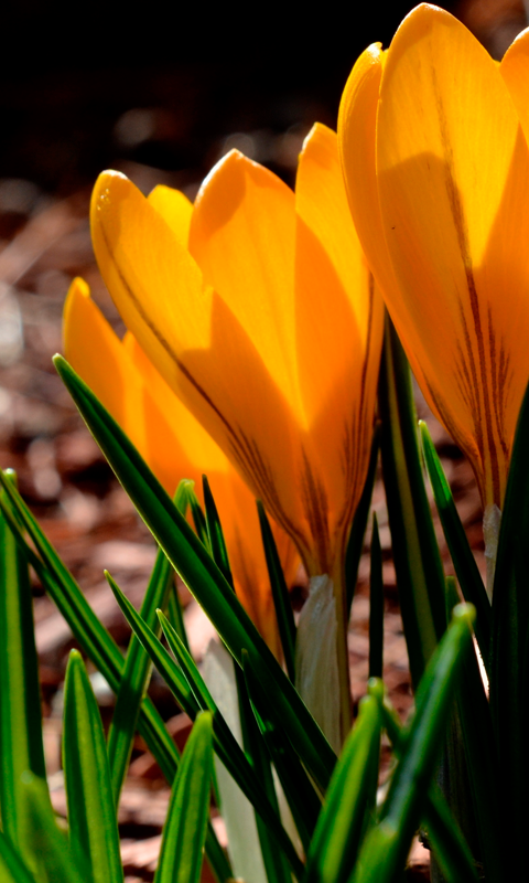 Live Wallpaper HD Read This First Spring Flower