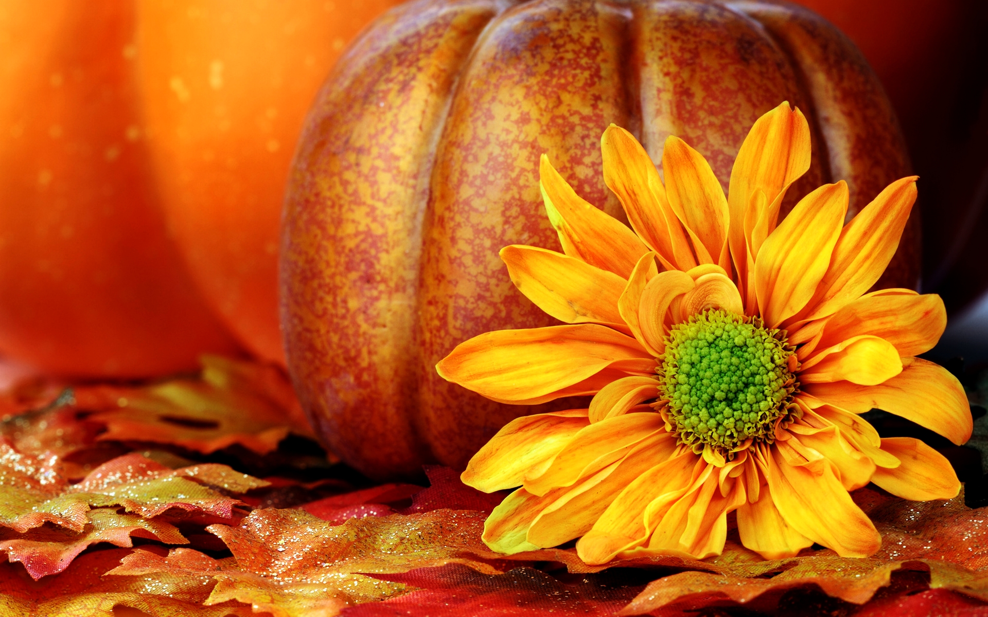 Pumpkin Wallpaper Background HD Background Desktop