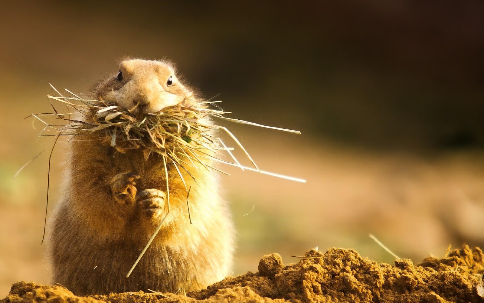 Wallpaper Of A Hamster With Hay And Grass In Its Mouth HD Hamsters