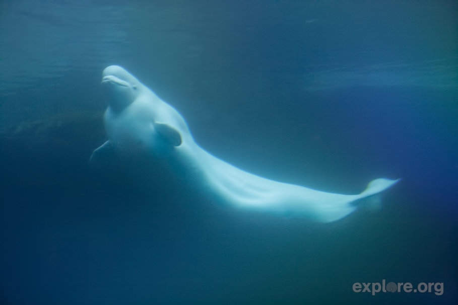 Pictures Beluga Whale Her Calf Wallpaper The