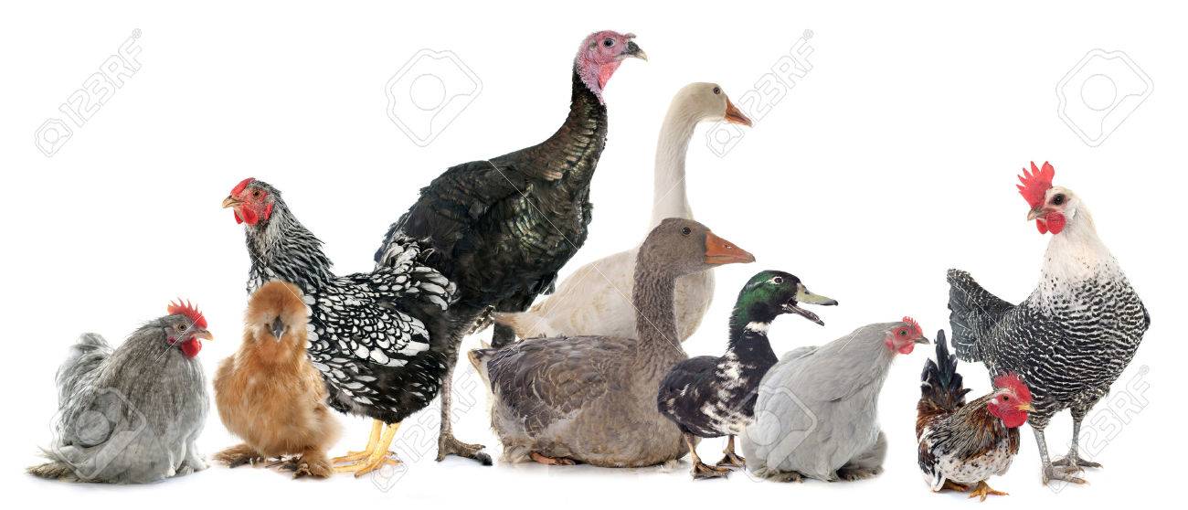 Group Of Poultry In Front White Background Stock Photo Picture