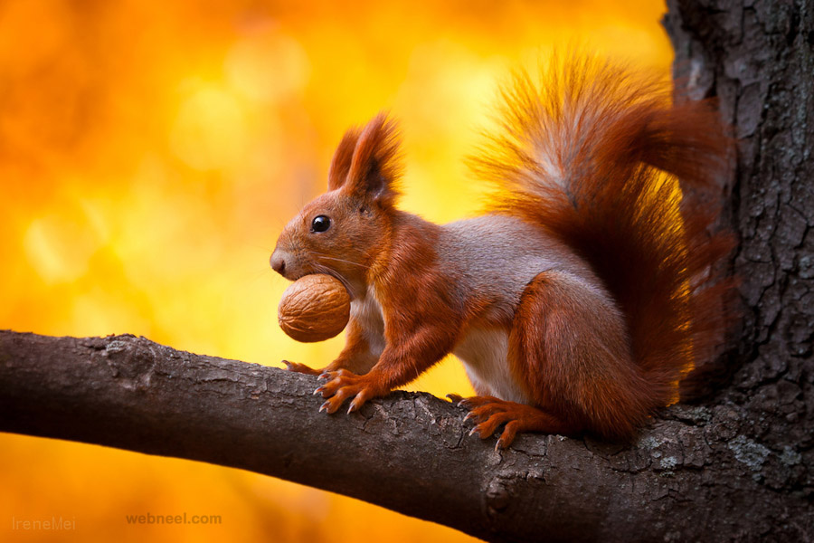 Squirrel Wildlife Photography All