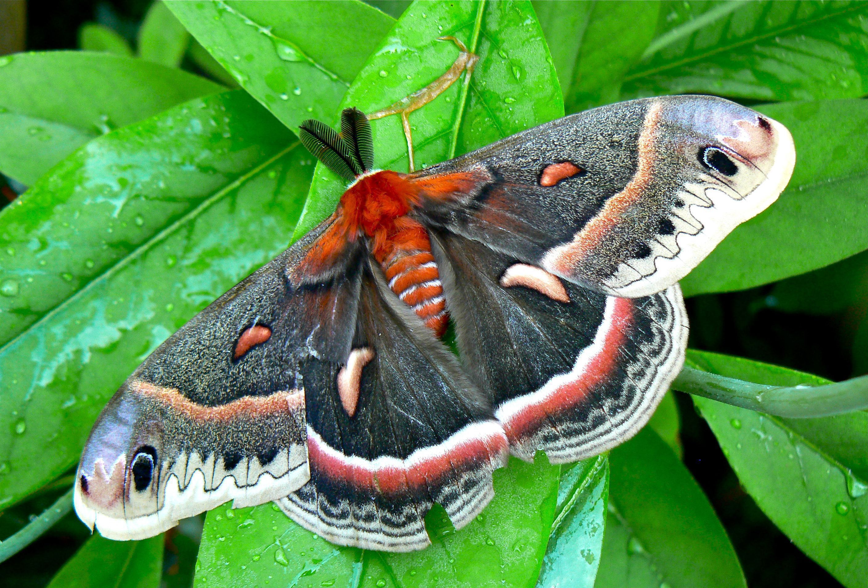 Cecropia Moth Wallpaper Background