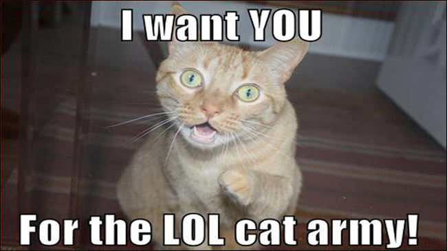 Lolcats HD Wallpaper