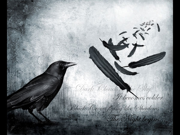 [48+] Black Crow Wallpaper on WallpaperSafari
