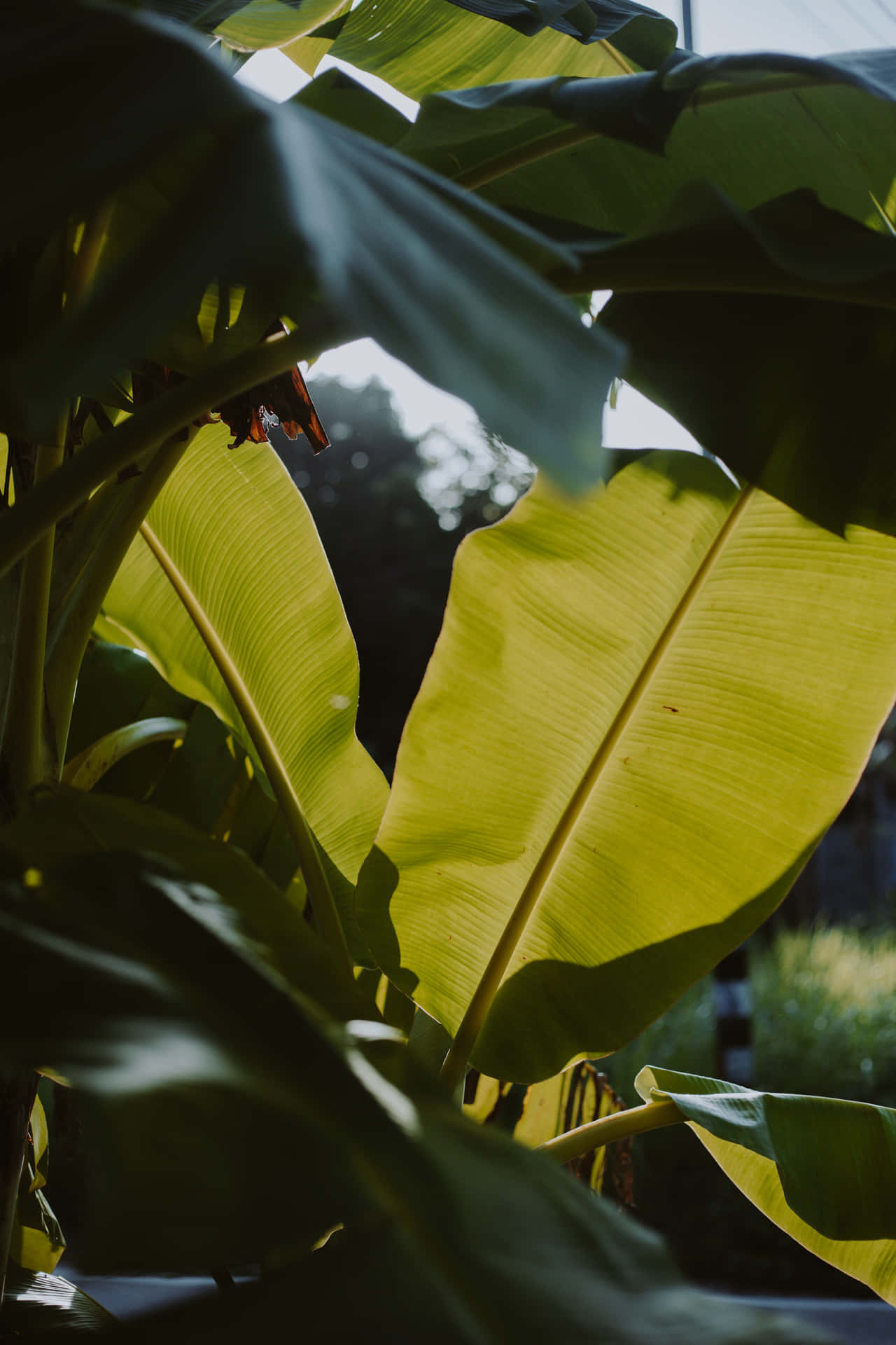 A Banana Plant With Leaves Wallpaper