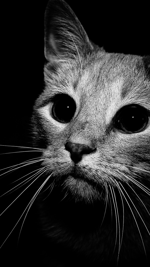 black and white cat photography Sincerely eyesOfOdysseus