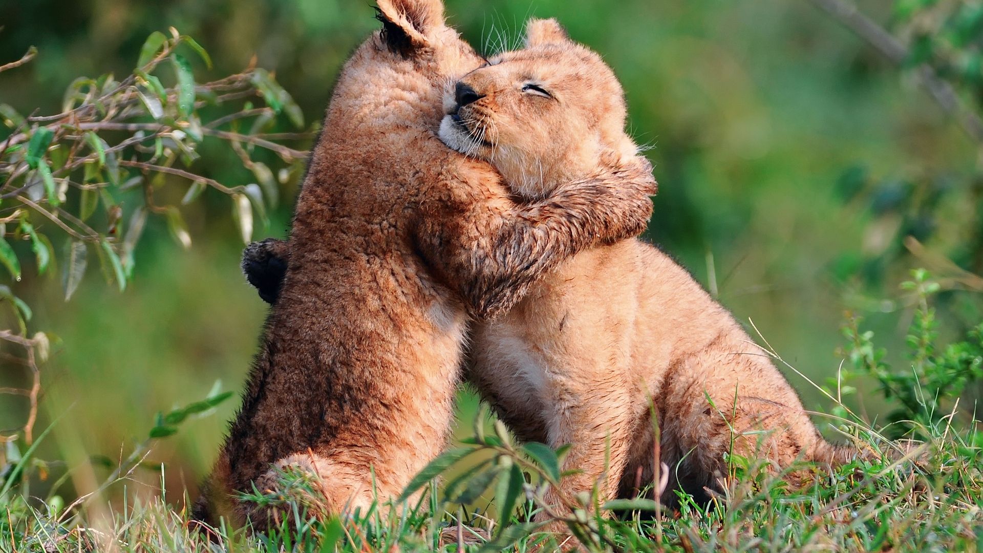 Animals Baby Lions Hug Picture Nr