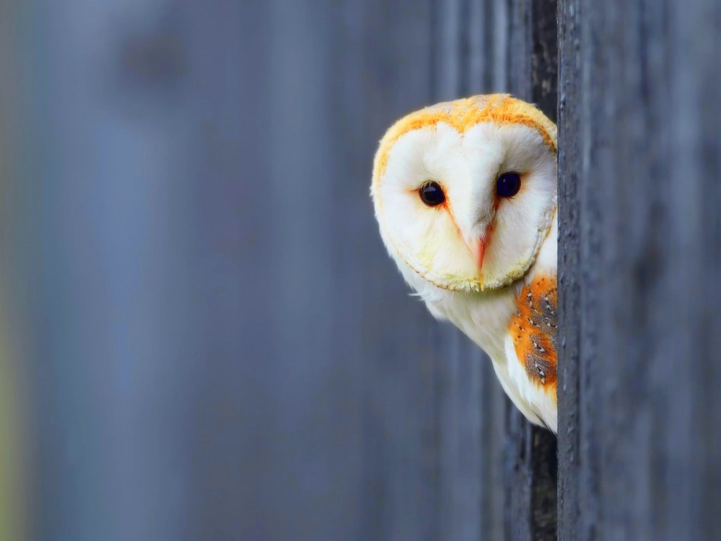 Owl HD Wallpaper Pictures Image Background Photos