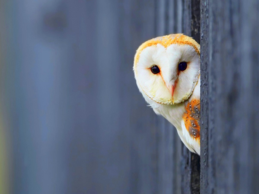 Owl Hd Wallpaper Pictures Image Background Photos