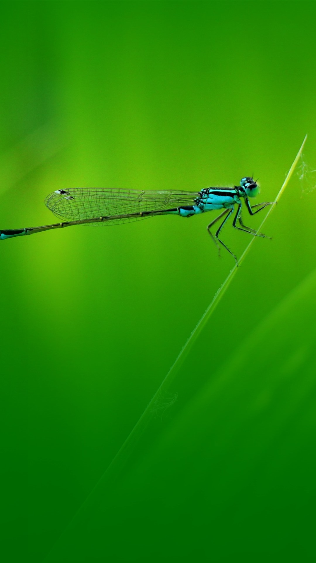 Dragonfly Grass Green Background iPhone 6s Plus