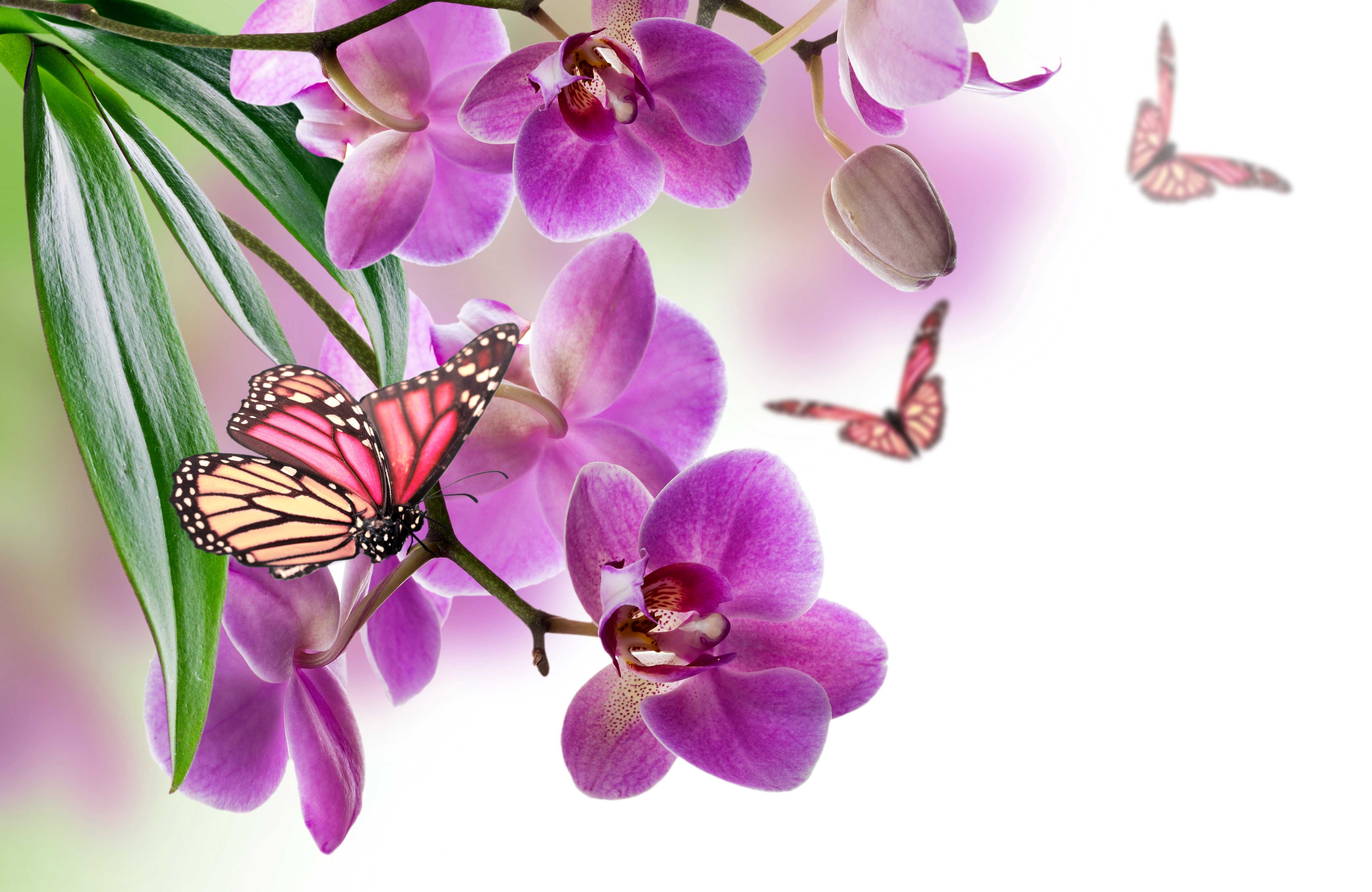 Flowers Butterflies HD Desktop Background Wallpaper Butterfly