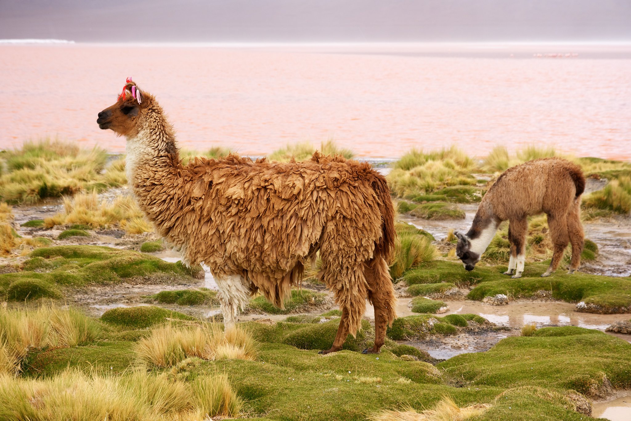 Lama HD Wallpaper