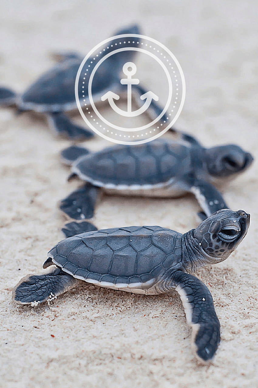 Baby Turtle Wallpaper