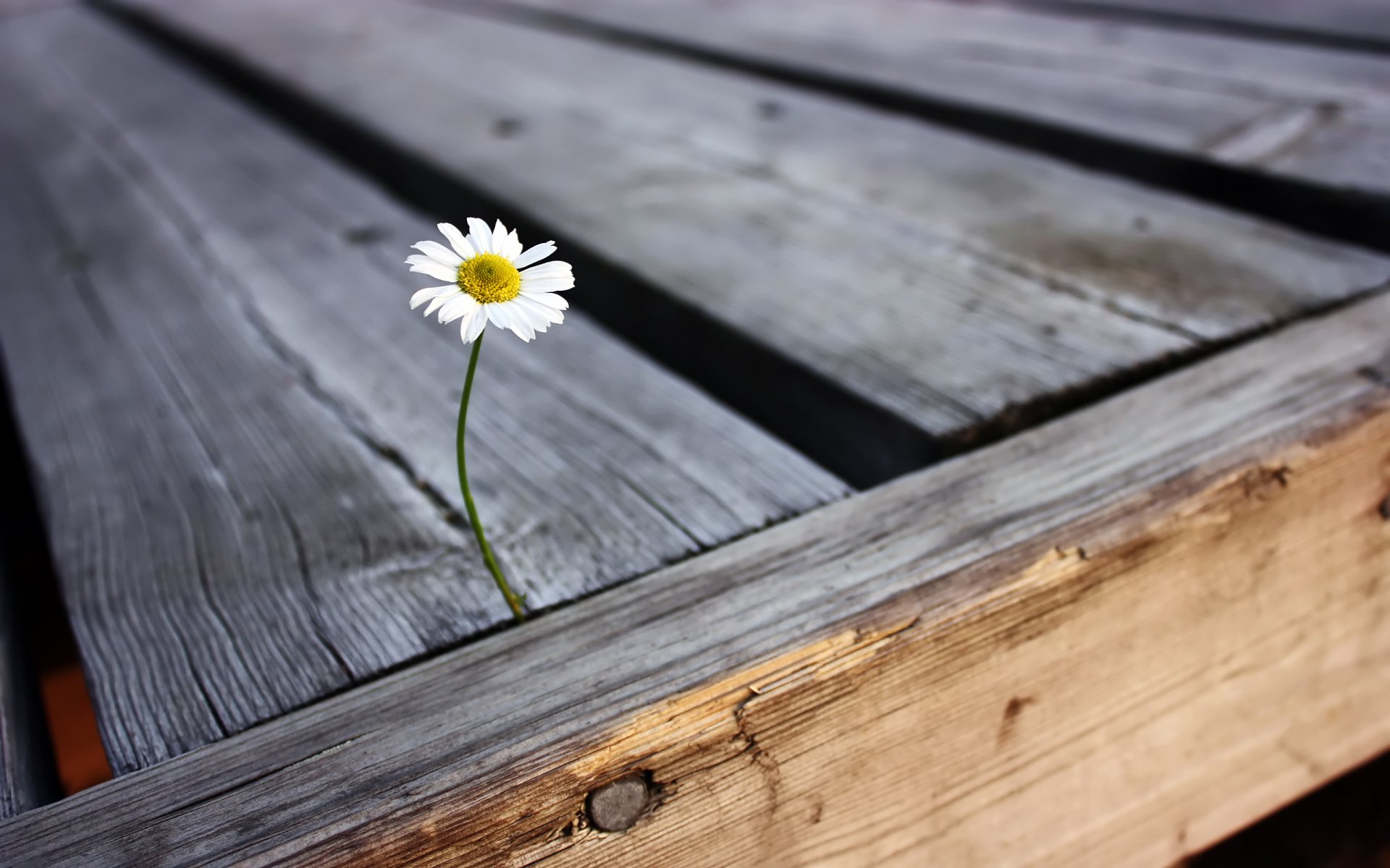 Solitary Daisy Wallpaper