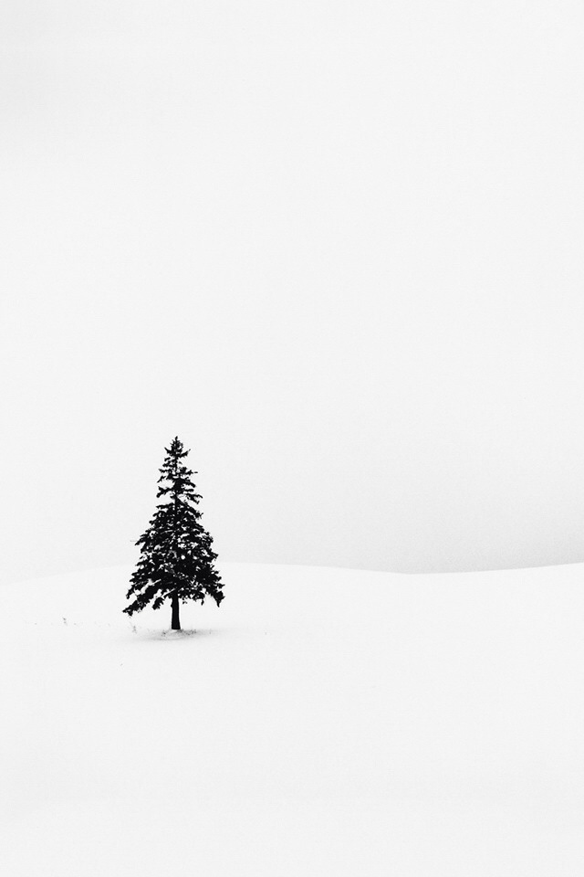Lonely Pine Tree White Snow iPhone Wallpaper Ipod HD