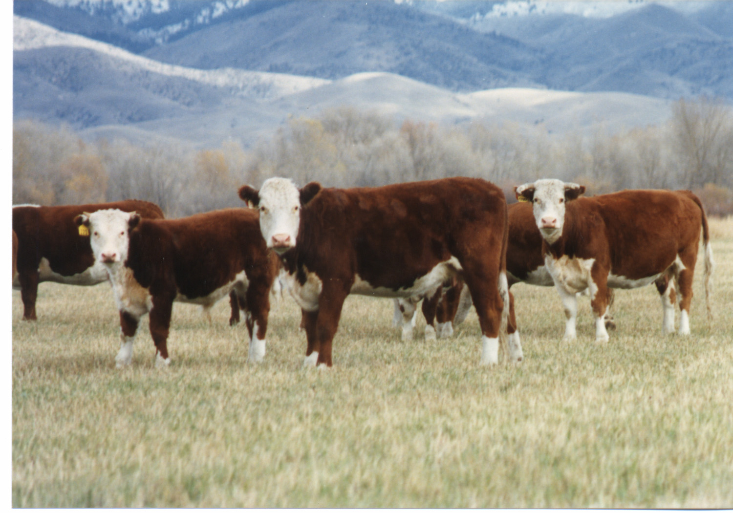 Top Feeding Beef Calves Wallpaper
