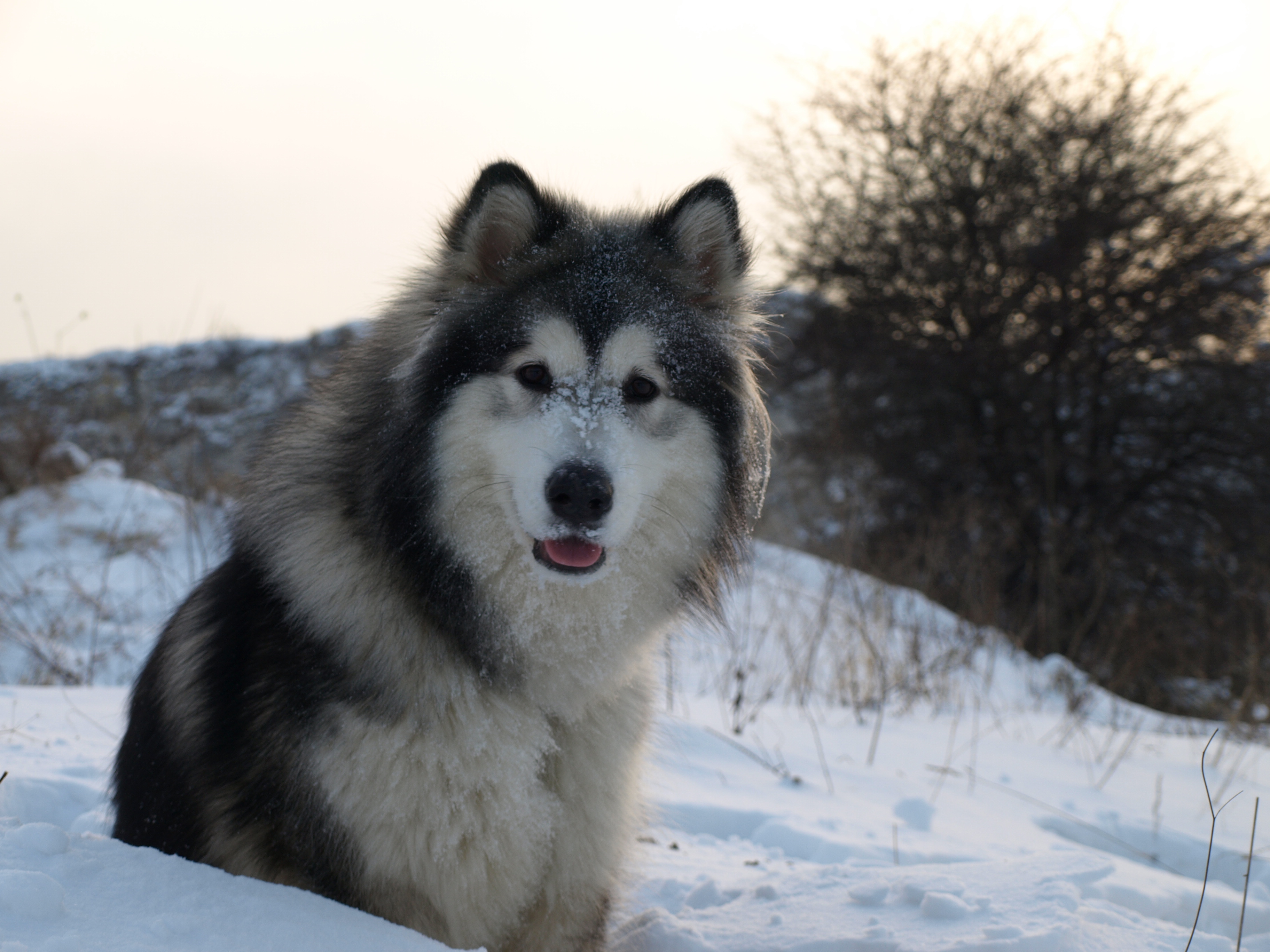 Alaskan Malamute Dog Photo And Wallpaper Beautiful Nice Adult