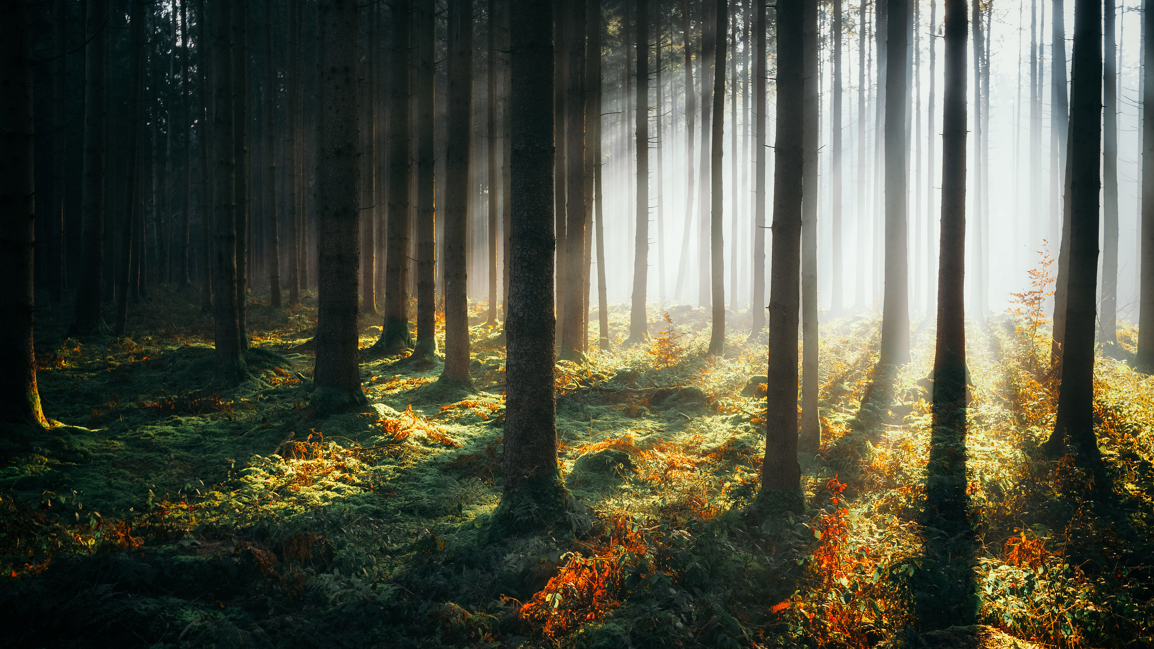 Sunbeams Morning Forest 4k HD Wallpaper Image Photos And Picture