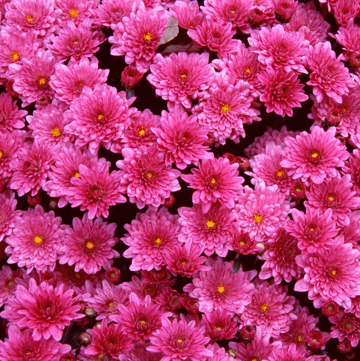 48+] Beautiful Flowers Wallpapers Free Download - WallpaperSafari