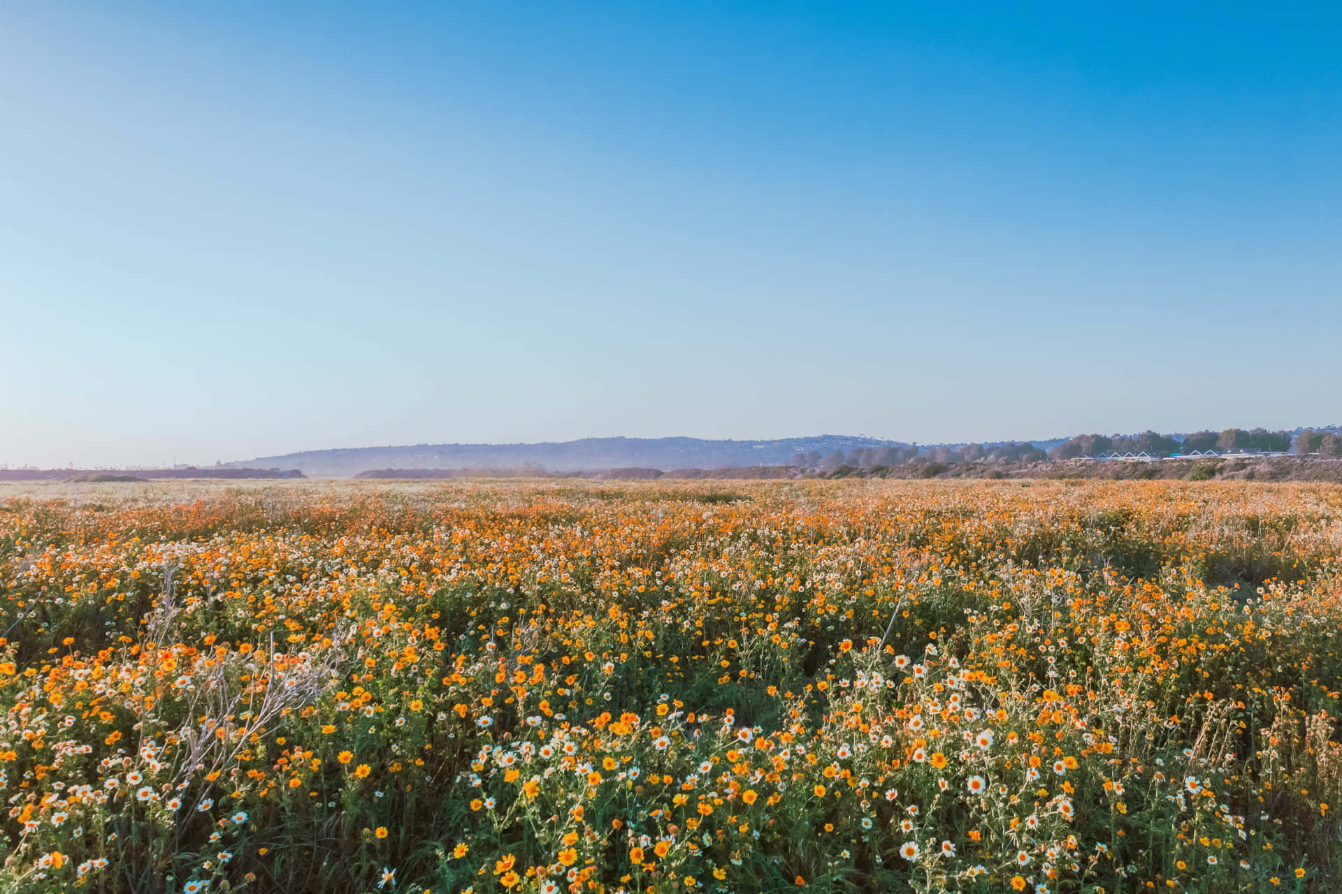 Flower Field Background Wallpaper