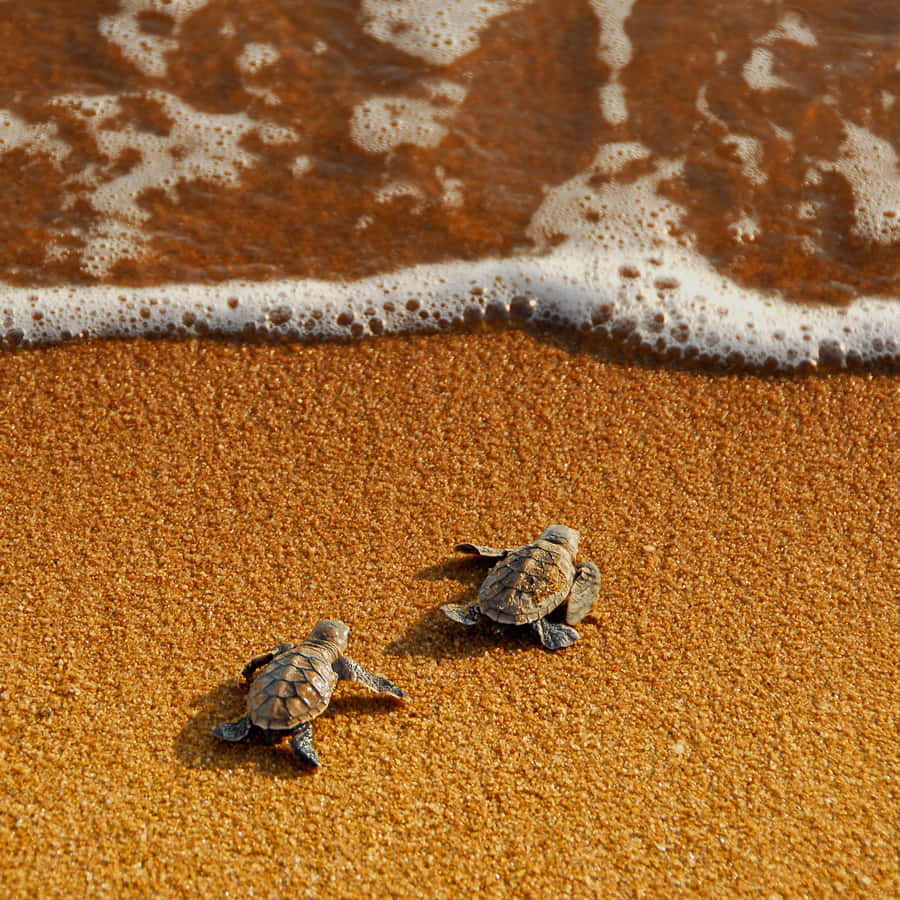Baby Turtle 13wy7j3fsi5ynas4 Wallpaper