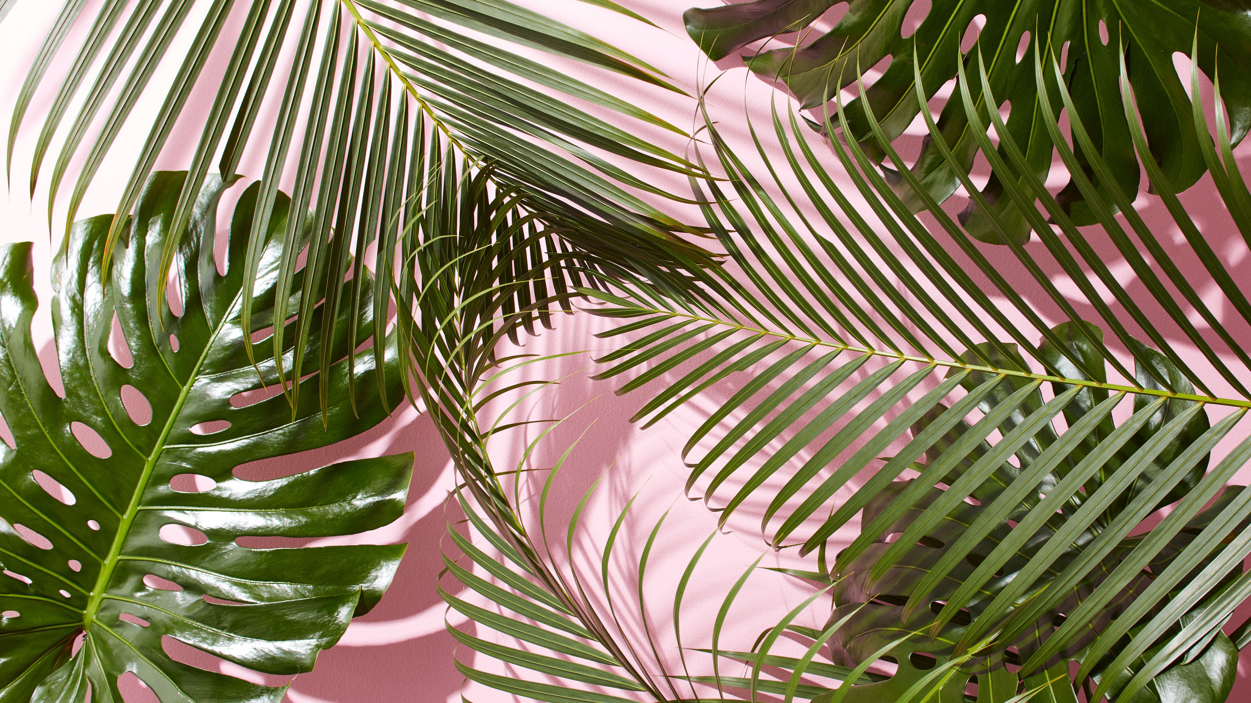 Tropical Leaves Desktop Wallpaper At Wallpaperbro