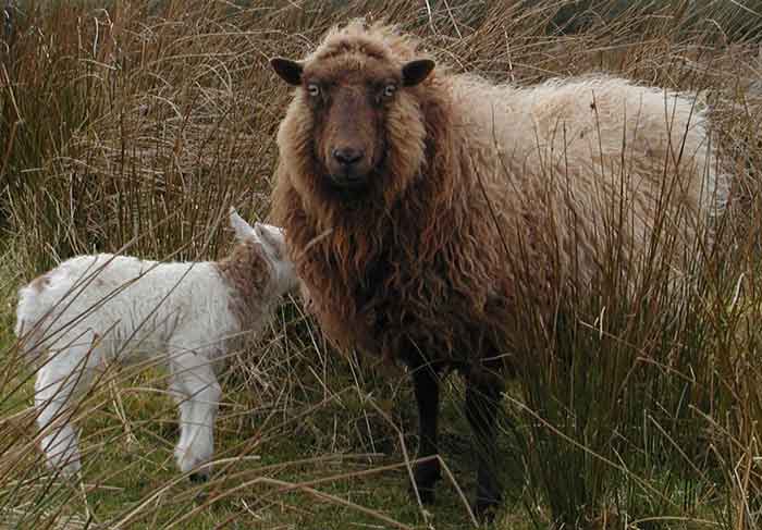 Shetland Sheep Desktop Wallpaper