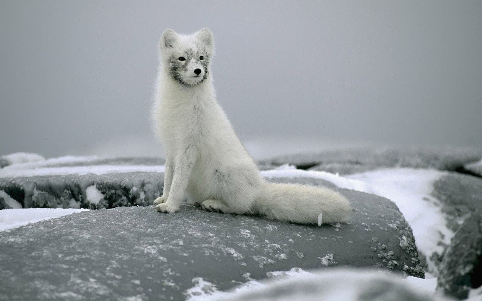 Wallpaper Of A Beautiful Arctic Fox HD Animals