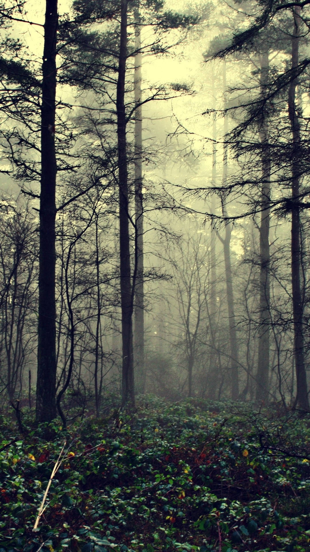 Top Forest iPhone Wallpaper Full HD 4k To Use
