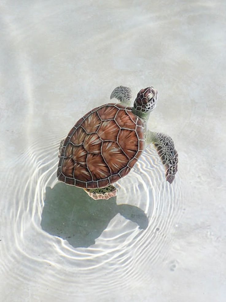 Baby Turtles Wallpaper