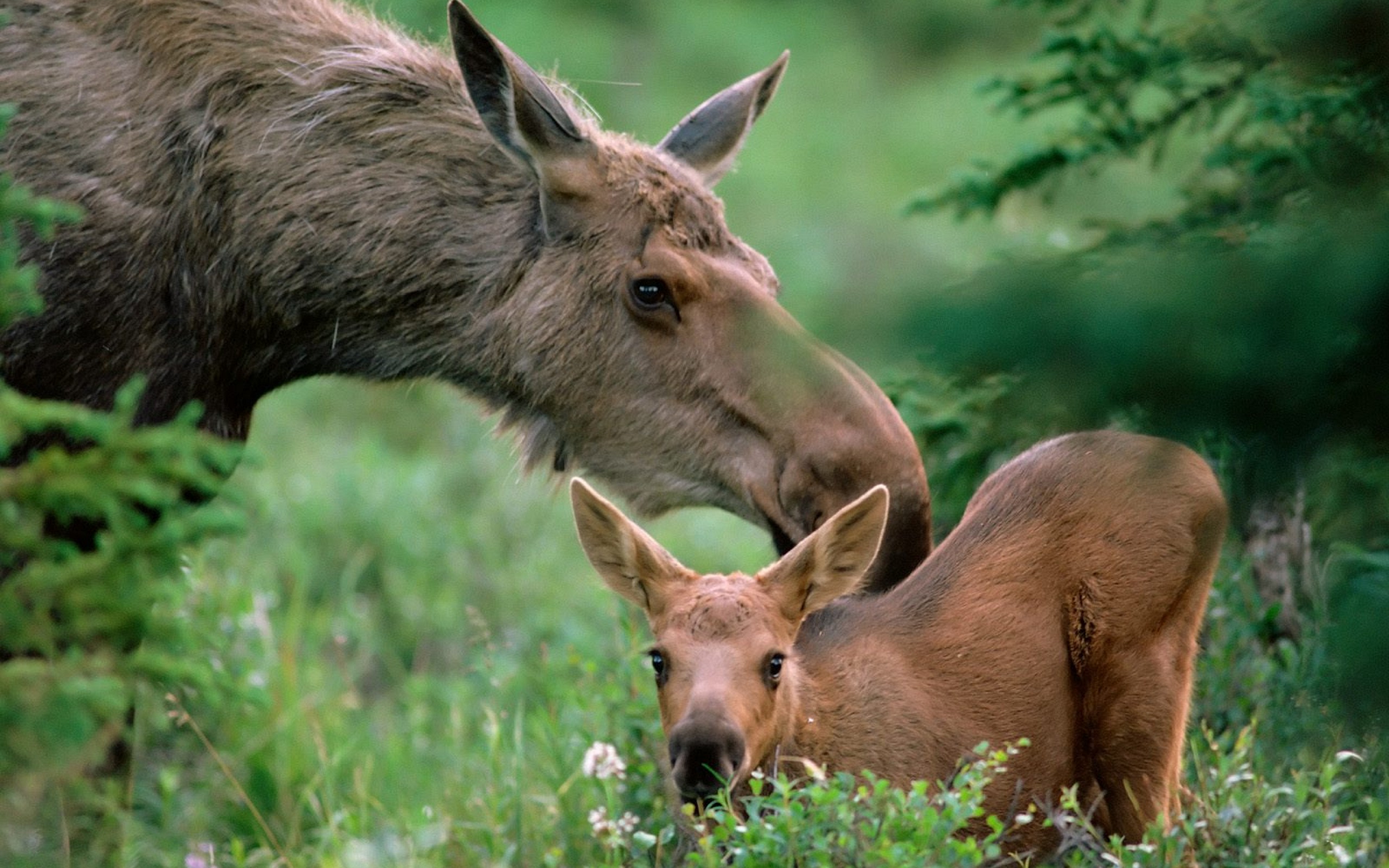 Moose Full HD Wallpaper And Image