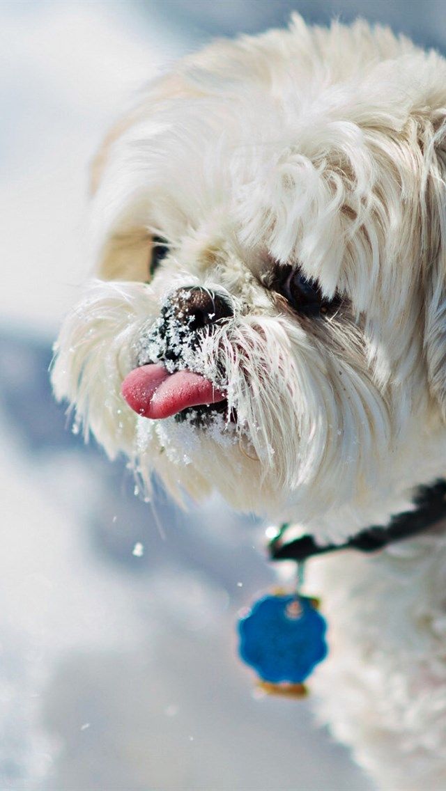 Shih Tzu Winter Pets Close Up White Dog Cute Animals Dogs