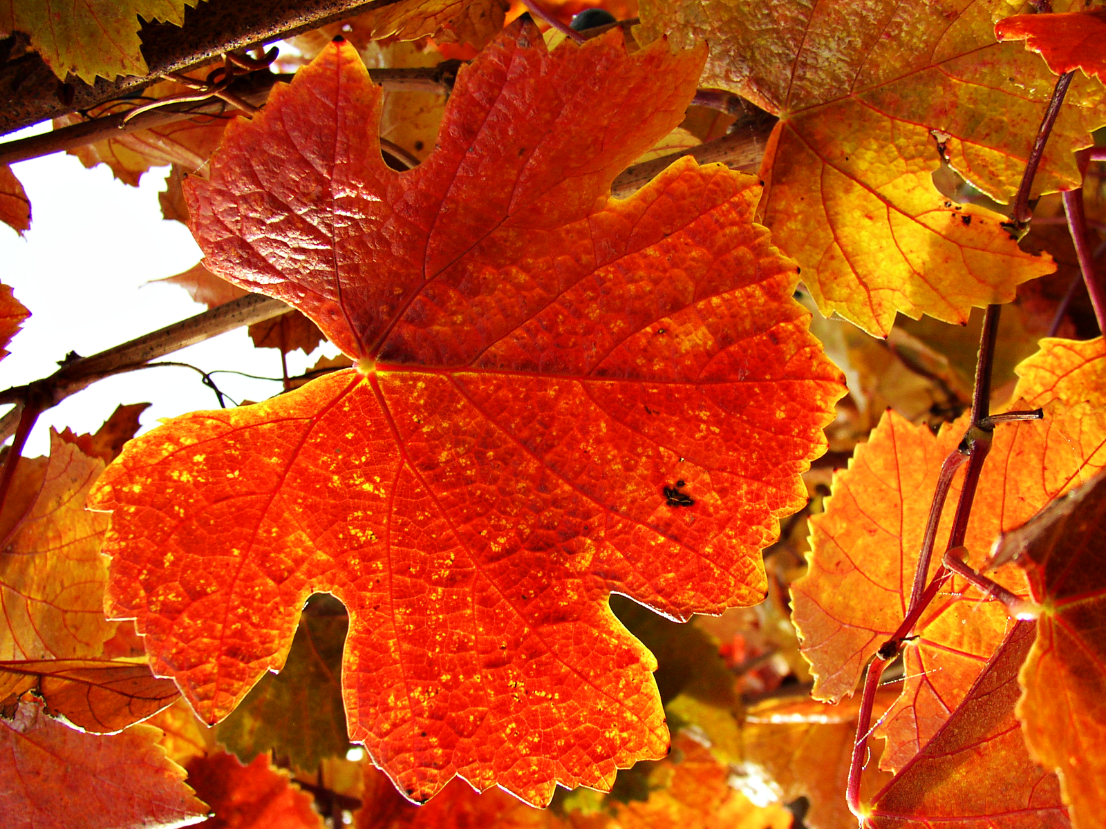 Vineyard Autumn Leaves Wallpaper Tea Party Basics The Long