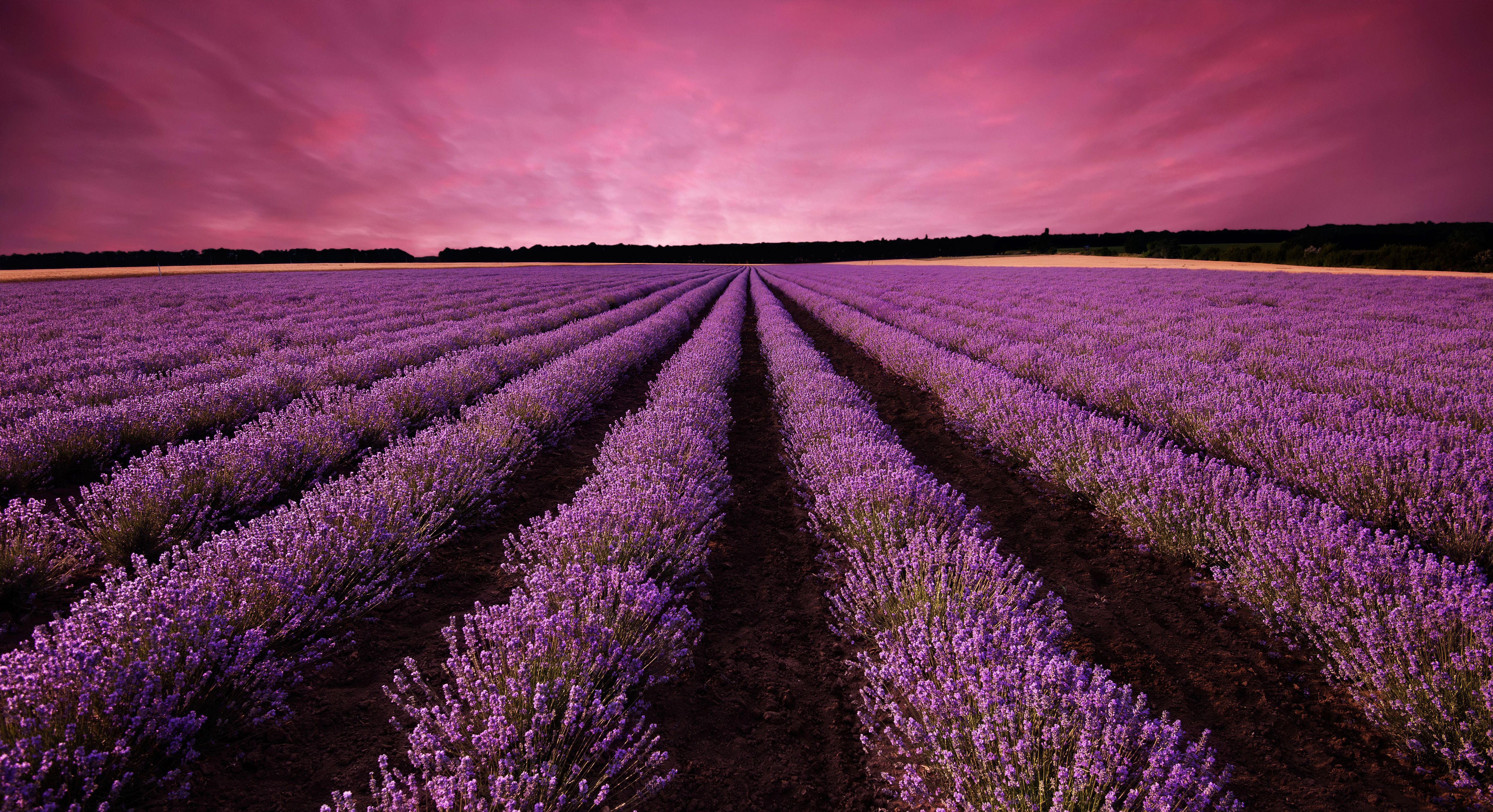 Lavender Wallpaper Image Photos Picture