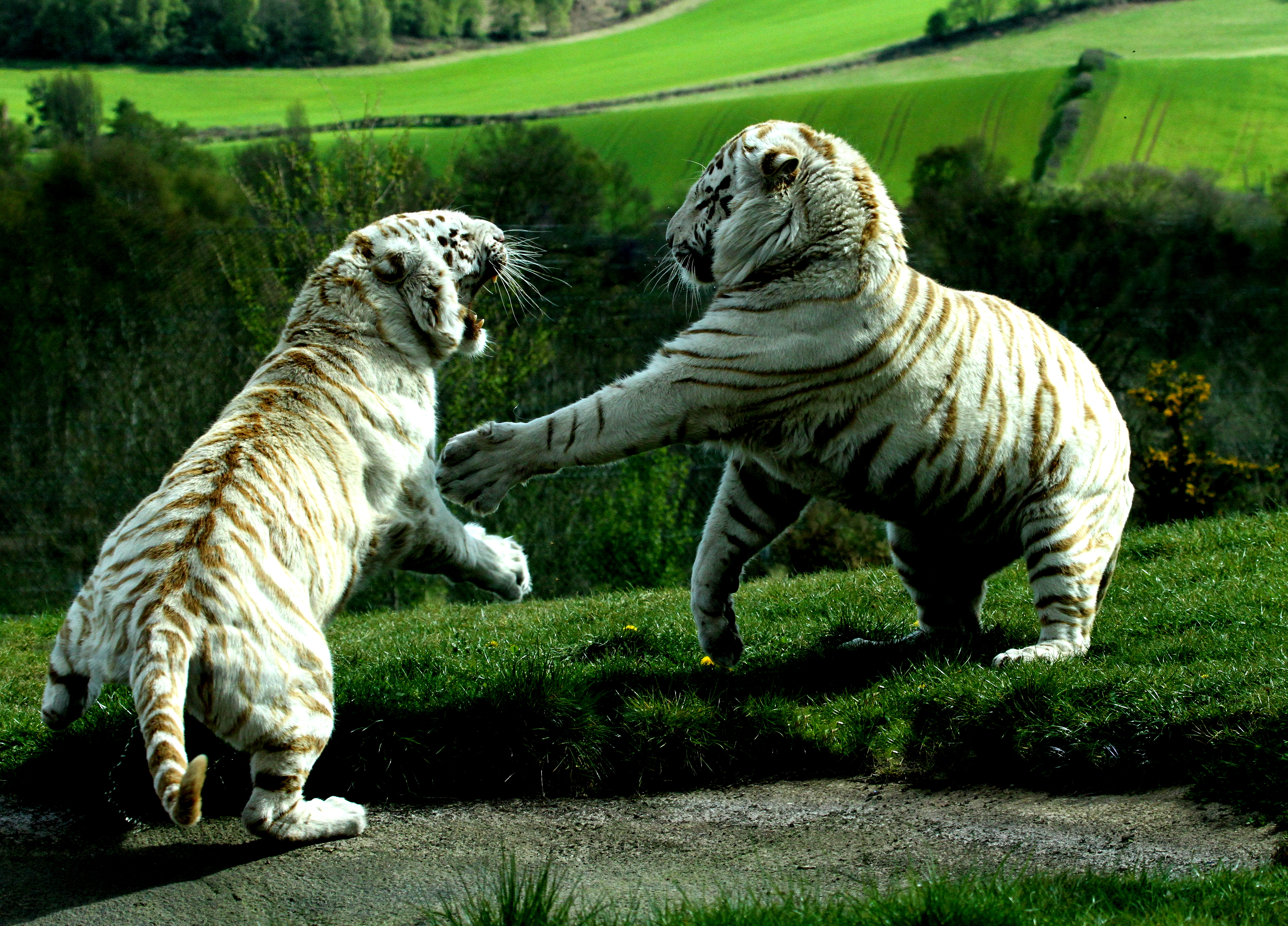 Tiger Predator Battle Lion Liger Wallpaper HD Desktop And