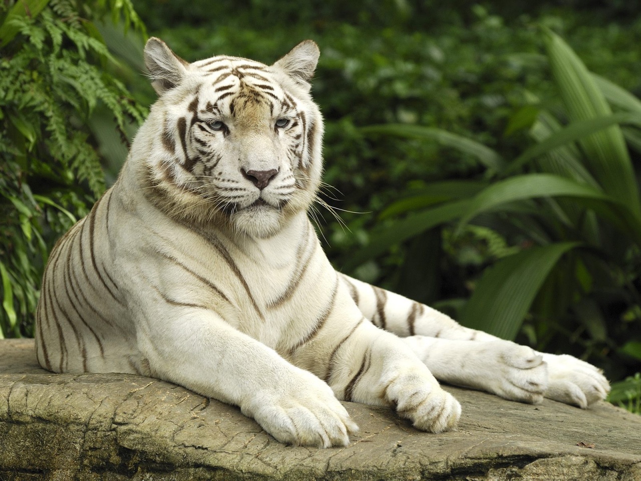 White Tiger Singapore Wallpapers HD Wallpapers