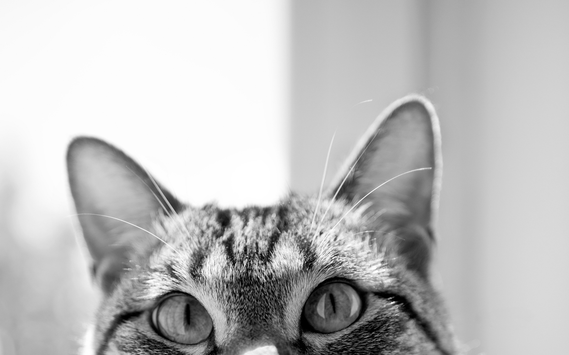 Wallpaper cat eyes ears desktop wallpaper Animals GoodWPcom