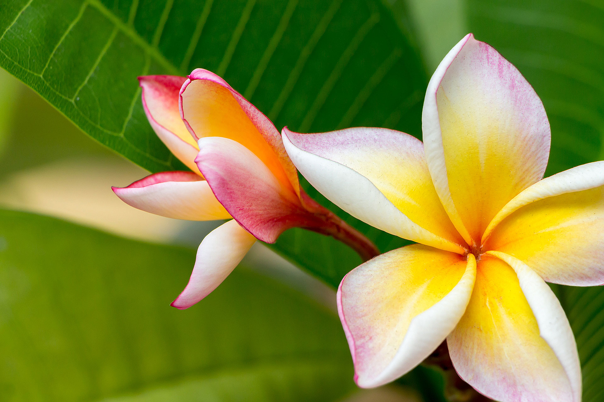 Free download Plumeria Flowers Wallpapers HD Desktop and Mobile ...